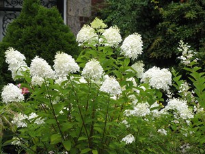 Hydrangea plant pests