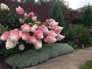 Hydrangea varieties