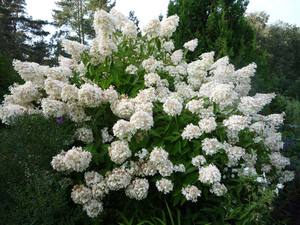 How to plant a panicle hydrangea