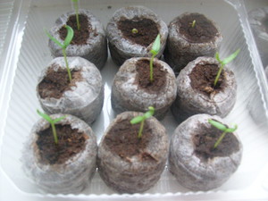 Sowing petunia