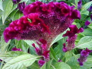 Celosia flower care