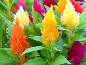 Celosia plant species