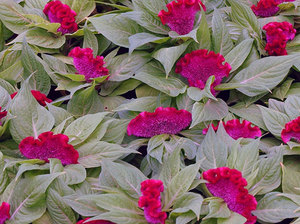 Celosia silvery