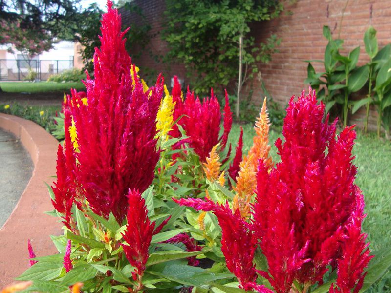 Celosia silvery