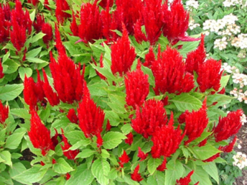 How celosia blooms