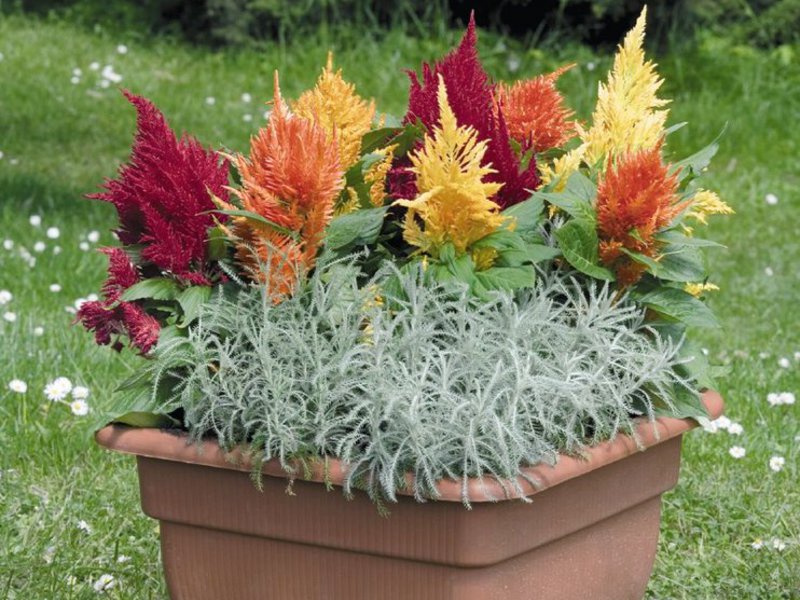 Celosia garden flower