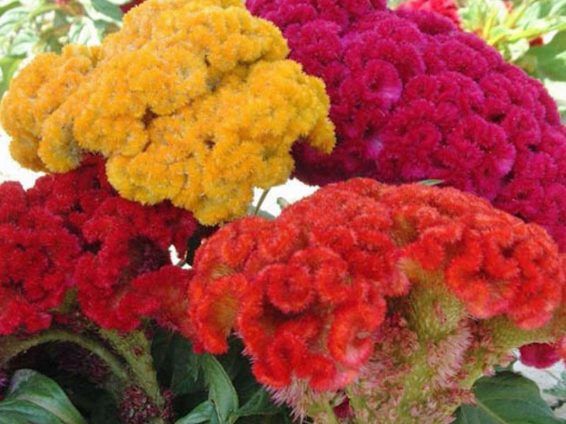 How to grow celosia