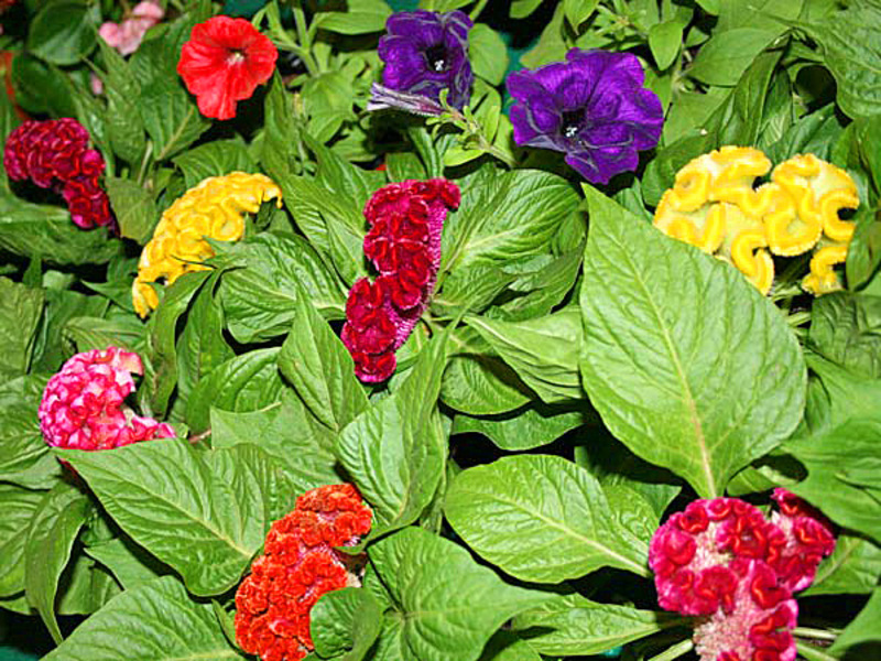 Varieties of celosia flower