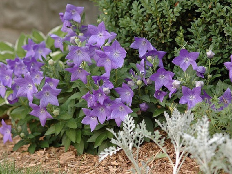 Platycodon garden flower