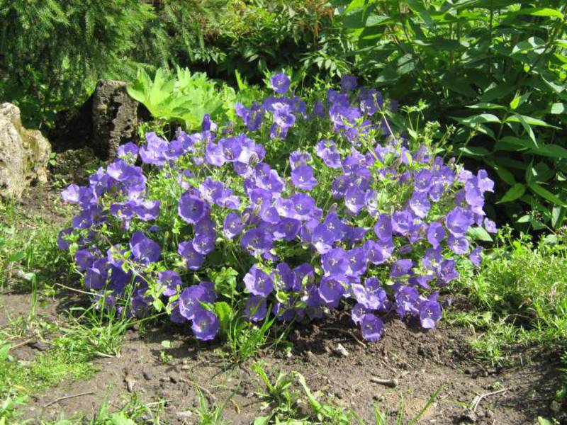 Watering a platikodon flower