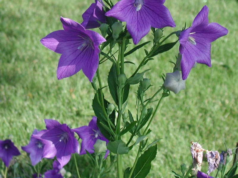 Garden delicate flower Platikodon