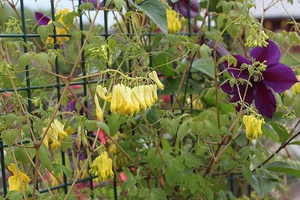 Varieties of dicentra varieties