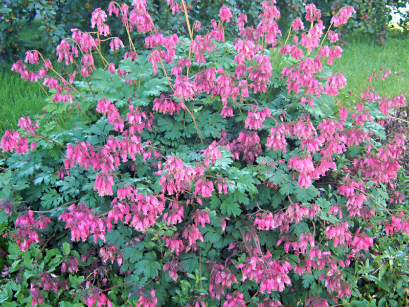 Flowering bushes of dicentra