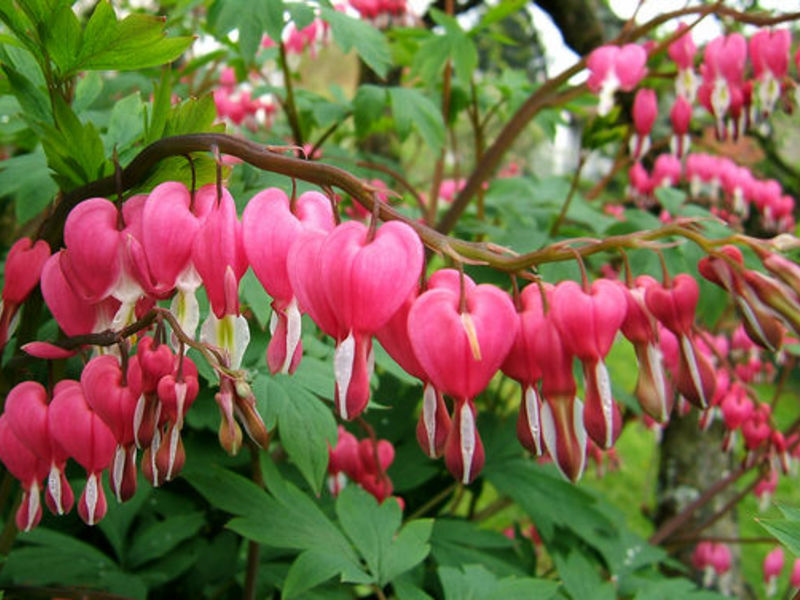 Dicentra - a broken heart