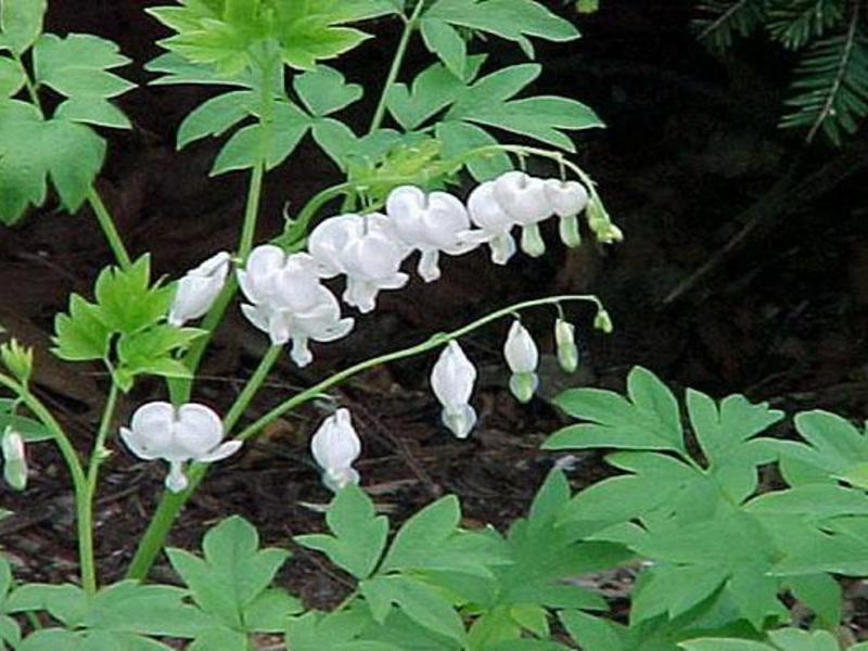 Description of the dicenter flower