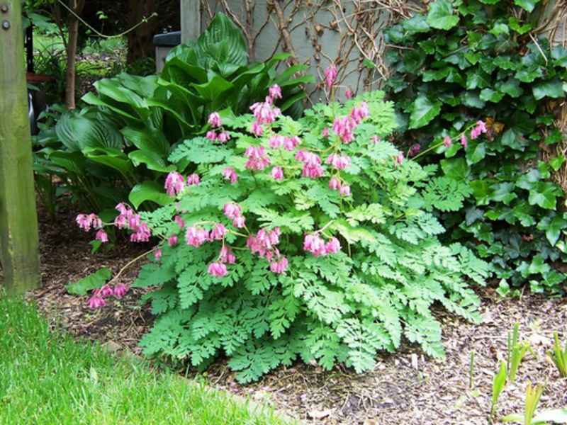 Dicentra - a broken heart