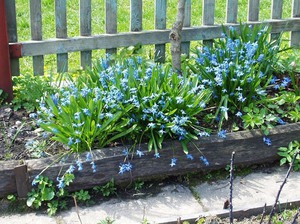 Proleska Caucasian at their summer cottage