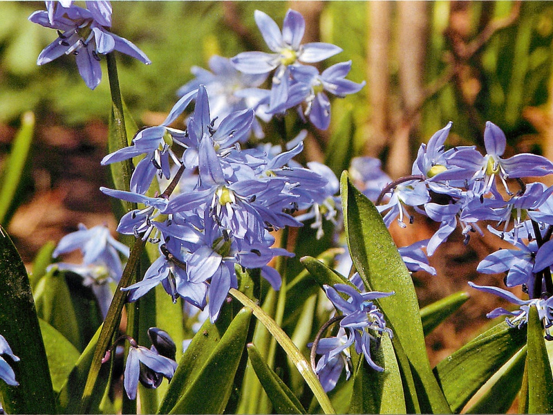 The purple screech also occurs occasionally.