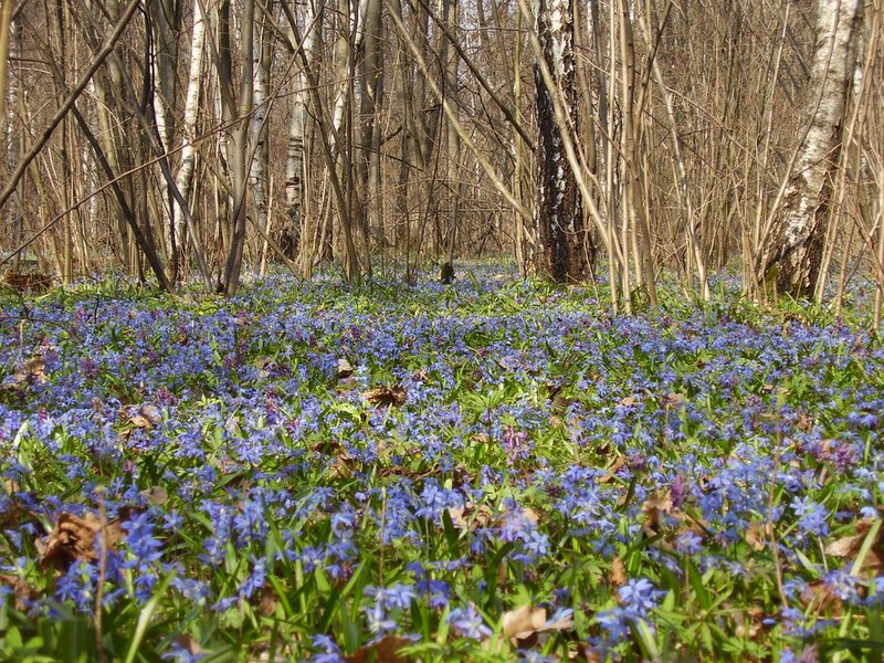 The woods in the forest - the meadow is covered with flowers.