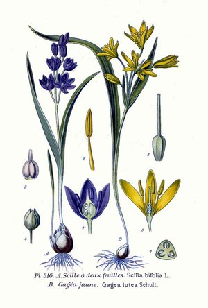 Proleska (scilla) - plant features are shown in the diagram.