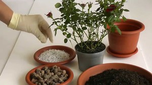 Home rose - features of caring for a potted plant.