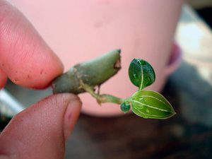 Phalaenopsis orchid babies