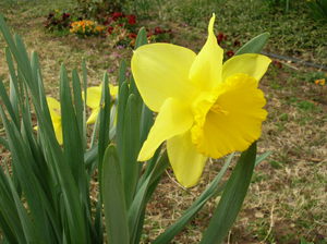 Yellow daffodils are a beautiful flower.