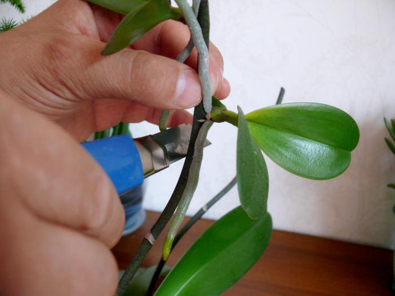 How does an orchid reproduce