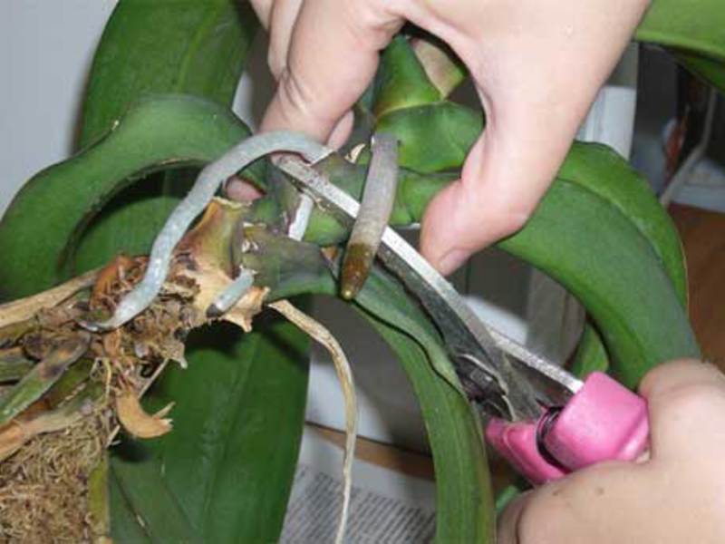 Reproduction of orchids