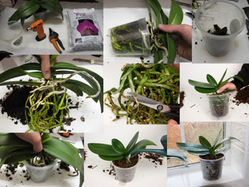 Orchid care at home