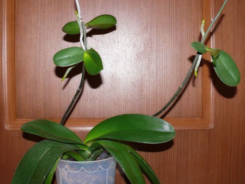 Indoor orchid