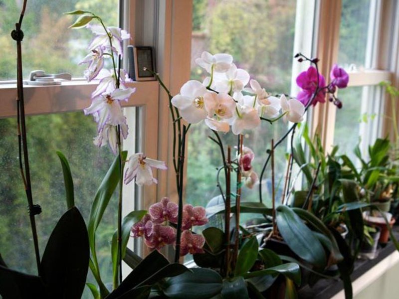 Orchid bloom