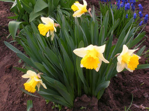 Watering daffodils - rules, abundance, frequency.