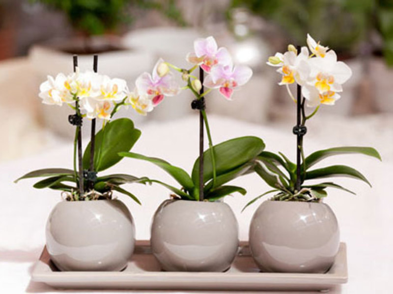 Phalaenopsis orchid - reproduction by children