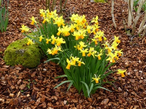 For daffodils, soil is not so much important as modern fertilization.