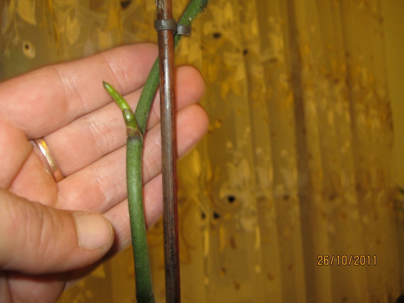 Watering the orchid