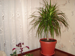 Why do dracaena leaf tips dry and turn yellow, what to do