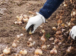 Daffodils are planted in spring