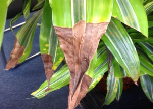 Causes of drying out of dracaena leaf tips and treatment methods