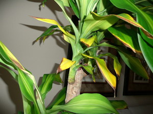 Description of the causes of yellowing of leaves in indoor dracaena