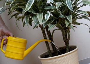 Rules for caring for dracaena at home