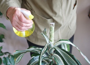 Possible indoor dracaena diseases and treatment methods