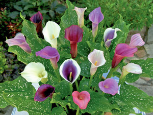 House calla is a family of flowers of different varieties and colors.