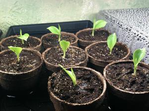 Calla sprouts - seedlings are prepared in spring.