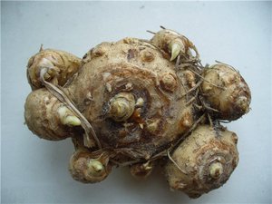 Calla bulbs (tubers) can be bought at the store.