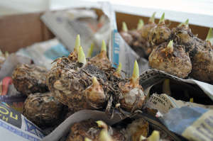 The bulbs germinate a little, after which the calla is transplanted into the ground.