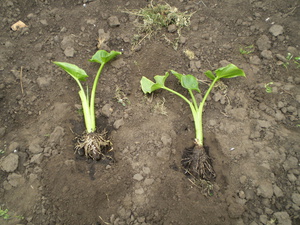 Planting calla lilies on the site - transplanting seedlings into the ground.