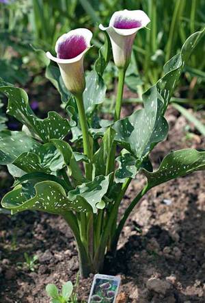 Calla lilies bloom - beautiful flower