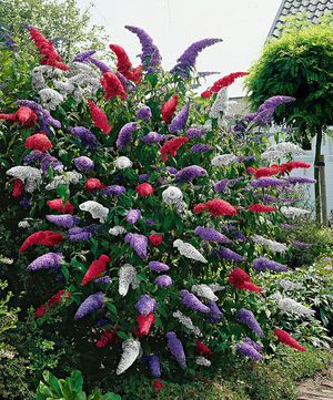  The Buddley David shrub is an ornamental garden plant