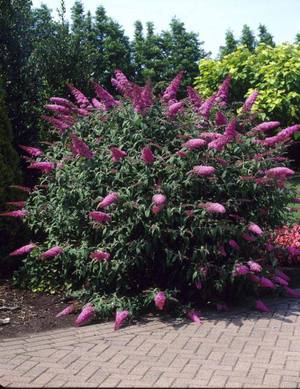 Pink Delight is one of David's popular budlei varieties.